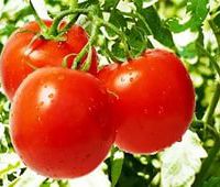 Томаты (помидоры) парниковые